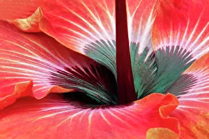 Pennsylvania: Close-up of hibiscus flower