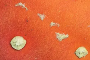 Amanita: Close-up of the hood of a Fly Agaric