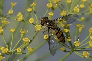 Hoverflies: Close-up of hoverfly feeding on yellow dill flowers