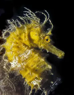Pipefish: Close-up image of head Head portrait Long-snouted