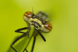 Drying: Close-up of a just emerged Large Red Damselfly
