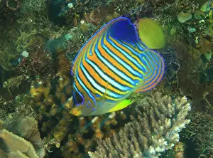 Wetar: Close-up of juvenile regal angelfish (Pygoplites