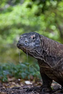 Saliva: Close-up of Komodo dragon, Komodo National