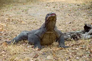 Shimlock: Close-up of Komodo dragon, Komodo National