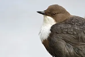 Local: At the close-up limit... White-throated Dipper (Cinclus cinclus) in portrait