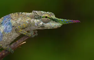 Nose: Close-up long-nosed chameleon (Calumma gallus) on