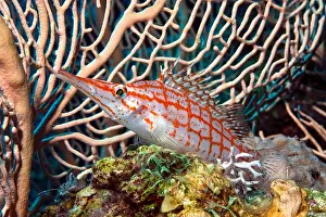 Typus: Close-up of longnose hawkfish (Oxycirrhites typus)