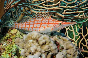 Typus: Close-up of longnose hawkfish (Oxycirrhites typus)