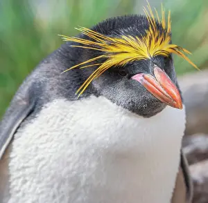 Macaroni: Close-up of a macaroni penguin (Eudyptes chrysolophus)