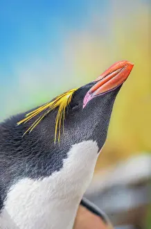 Macaroni: Close-up of a macaroni penguin (Eudyptes chrysolophus)
