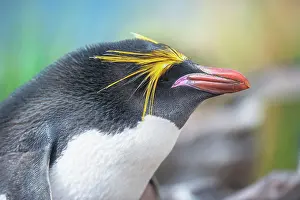 Macaroni: Close-up of a macaroni penguin (Eudyptes chrysolophus)