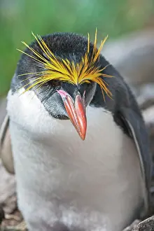Macaroni: Close-up of a macaroni penguin (Eudyptes chrysolophus)