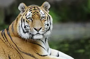 Stripes: Close-up of a majestic tiger with detailed stripes in the