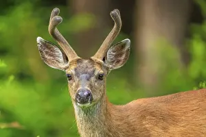Section: Close-up of a male Columbia Black-Tailed Deer (Odocoileus hemionug columbianus) with velvet antlers