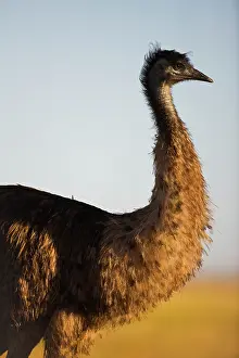 Dromaius: Emu