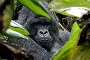 Center: Close-up of male Mountain gorilla (Gorilla gorilla