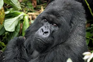 Center: Close-up of male Mountain gorilla (Gorilla gorilla