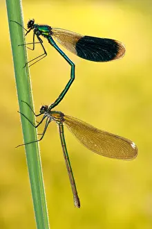 Calopteryx: close-up mating Banded demoiselle (Calopteryx s