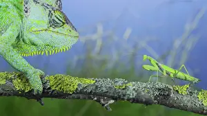 Conehead: Close-up, Mature green Veiled chameleon (Chamael