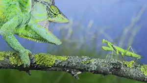 Conehead: Close-up of mature Veiled chameleon (Chamaeleo c