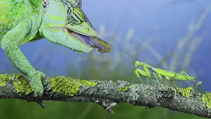 Conehead: Close-up of mature Veiled chameleon (Chamaeleo c
