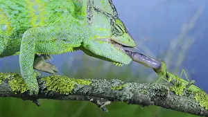 Conehead: Close-up of mature Veiled chameleon (Chamaeleo c