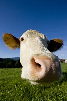 Muzzle: Close-up of the muzzle of a Simmental cow in a meadow