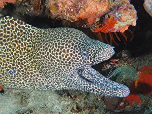 Station: Close-up of net moray (Gymnothorax permistus) with