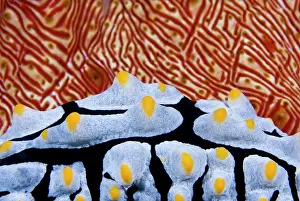 Arty: Close-up of Nudibranch crawling past sea