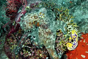 Shimlock: Close-up of octopus on coral, Raja Ampat
