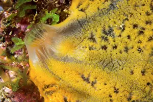 Marin: Close-up of an Orange icing sponge (Mycale laevis)