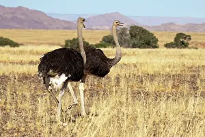 Bending: Close-up of ostrich (Struthio camelus) pair
