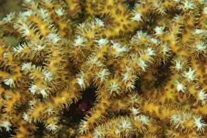 Polyps: Close-up of outstretched polyps of small polyp stony