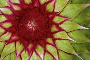 Kentucky: Close-up pattern of Bull Thistle before