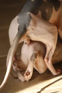 Coupling: Close-up on penetration during Sphynx Cats mating France