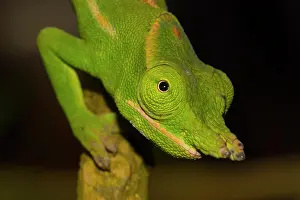 Adaption: Close-up of a petter's chameleon (Furcifer petteri)