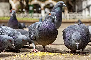 Pigeons: Close-up of pigeons picking up seeds on a paved floor in an urban environment