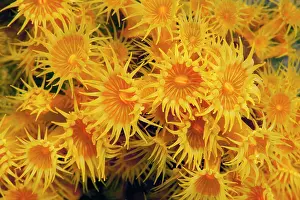 Cluster: Close-up of polyps of yellow cluster anemones (Parazoanthus