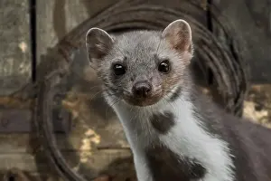 Warehouse: Close-up portrait of beech marten (Martes foina)