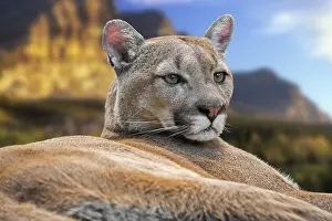 Rest: Close-up portrait of cougar, puma, mountain lion