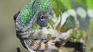 Curious: Close-up portrait of curious chameleon looks at