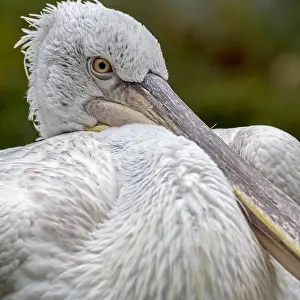 Dalmatian: Close-up portrait of Dalmatian pelican (Pelecanu