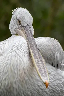 Dalmatian: Close-up portrait of Dalmatian pelican (Pelecanu