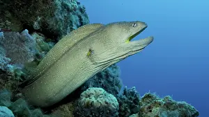 Starry: Close-up portrait of Moray with open mouth peeks