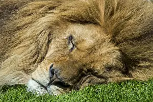 Tomcat: Close-up portrait of sleeping male African lion
