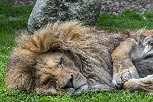 Tomcat: Close-up portrait of sleeping male African lion