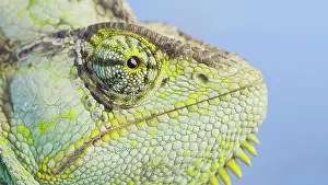 Oblast: Close-up portrait of Veiled chameleon (Chamaeleo