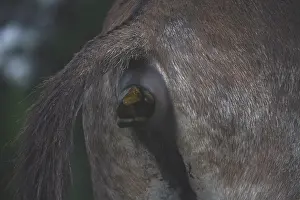 Backs: Close-up of the posterior of an Ass being defecate
