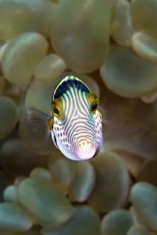 Hawkfish: Front close-up of pufferfish (Tetraodontidae)