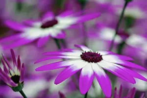 Lisse: Close-up of purple flower, Keukenhof Garden